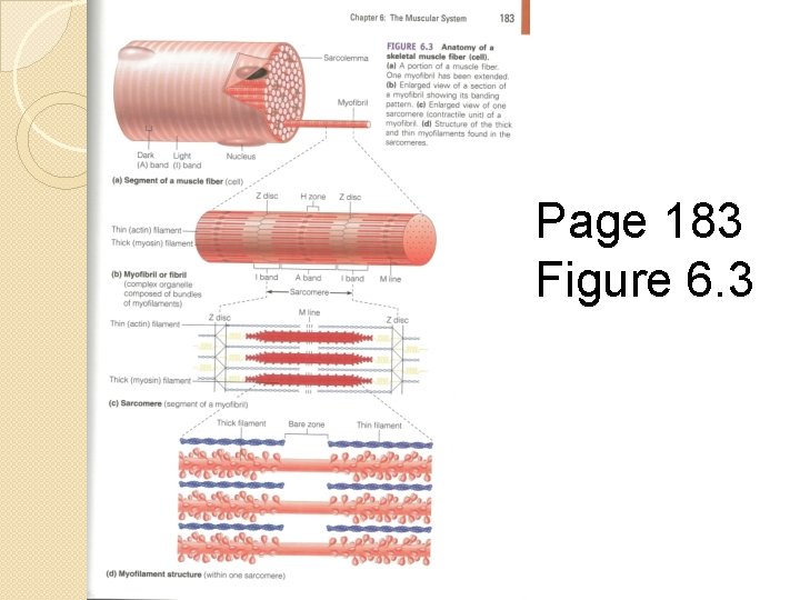 How does a muscle work Remember muscles can