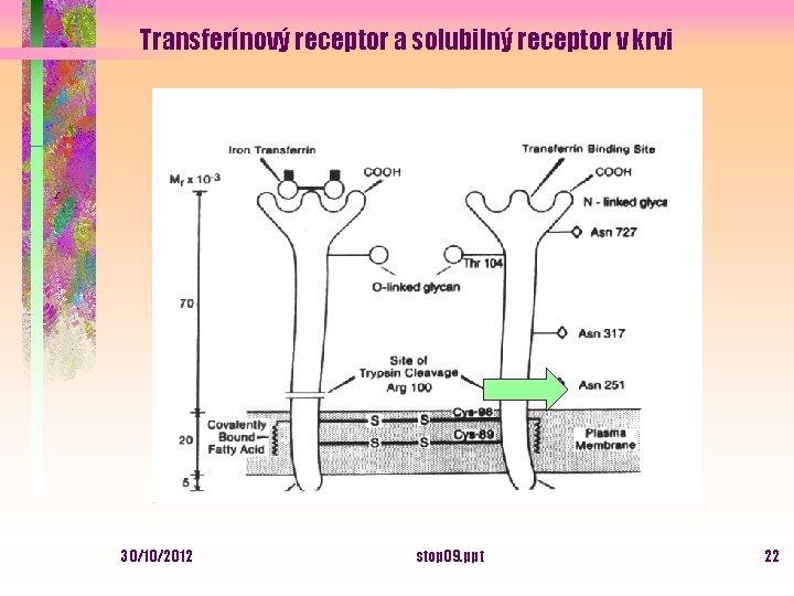 Transferínový receptor a solubilný receptor v krvi 30/10/2012 stop 09. ppt 22 