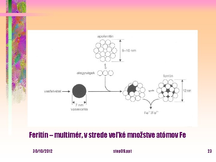 Feritín – multimér, v strede veľké množstve atómov Fe 30/10/2012 stop 09. ppt 23