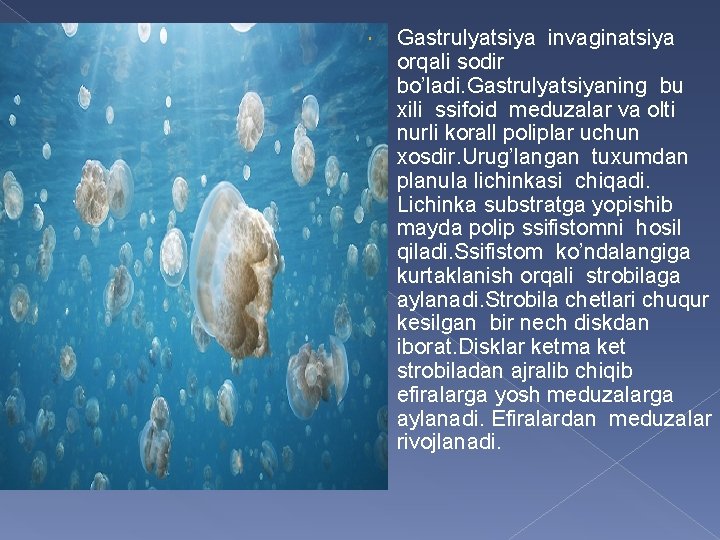  Gastrulyatsiya invaginatsiya orqali sodir bo’ladi. Gastrulyatsiyaning bu xili ssifoid meduzalar va olti nurli