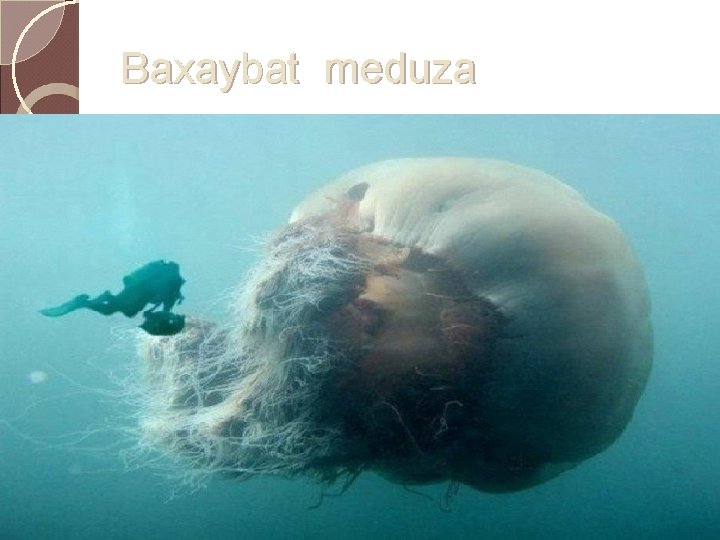 Baxaybat meduza 