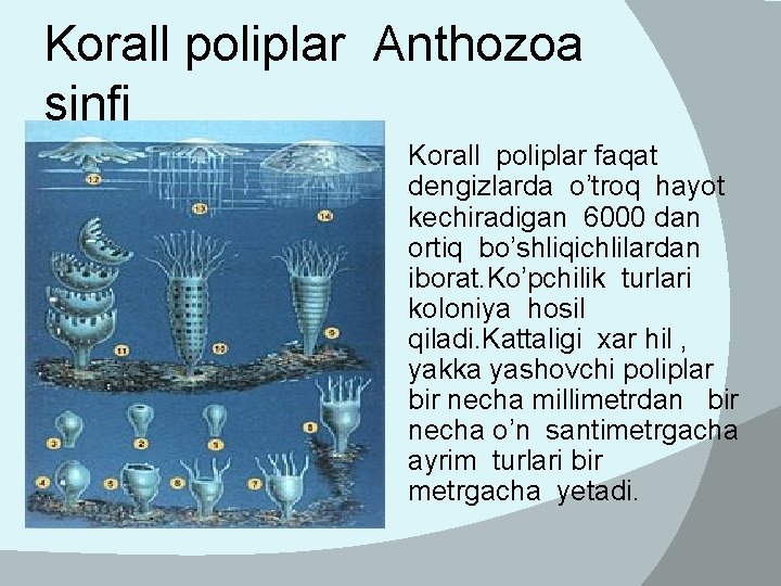 Korall poliplar Anthozoa sinfi Korall poliplar faqat dengizlarda o’troq hayot kechiradigan 6000 dan ortiq