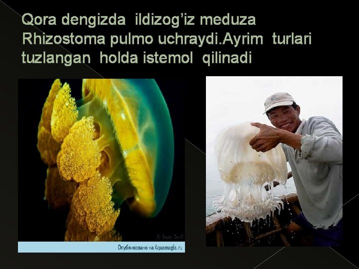 Qora dengizda ildizog’iz meduza Rhizostoma pulmo uchraydi. Ayrim turlari tuzlangan holda istemol qilinadi 