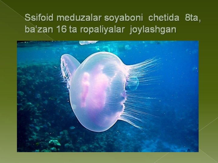 Ssifoid meduzalar soyaboni chetida 8 ta, ba’zan 16 ta ropaliyalar joylashgan 