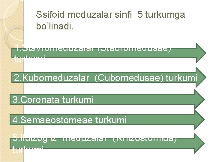 Ssifoid meduzalar sinfi 5 turkumga bo’linadi. 1. Stavromeduzalar (Stauromedusae) turkumi 2. Kubomeduzalar (Cubomedusae) turkumi