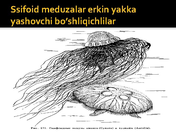 Ssifoid meduzalar erkin yakka yashovchi bo’shliqichlilar 