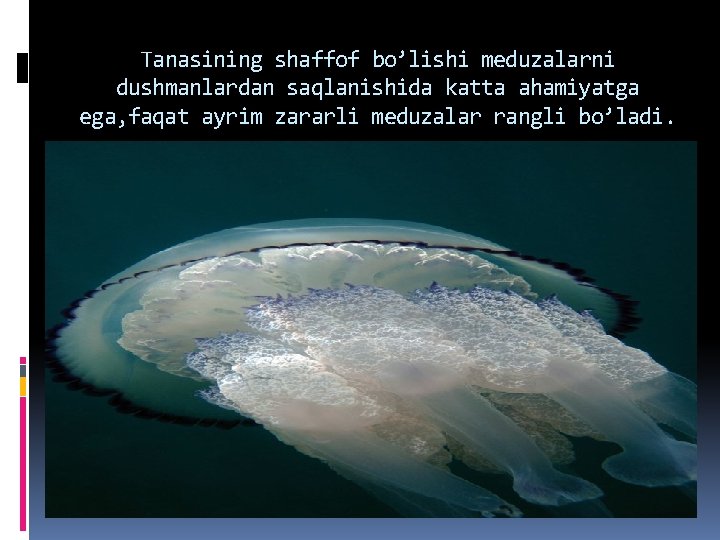 Tanasining shaffof bo’lishi meduzalarni dushmanlardan saqlanishida katta ahamiyatga ega, faqat ayrim zararli meduzalar rangli