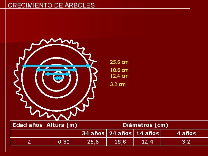 CRECIMIENTO DE ÁRBOLES 25. 6 cm 18. 8 cm 12. 4 cm 3. 2