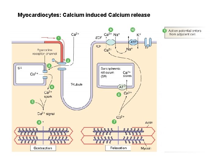 Myocardiocytes: Calcium induced Calcium release 