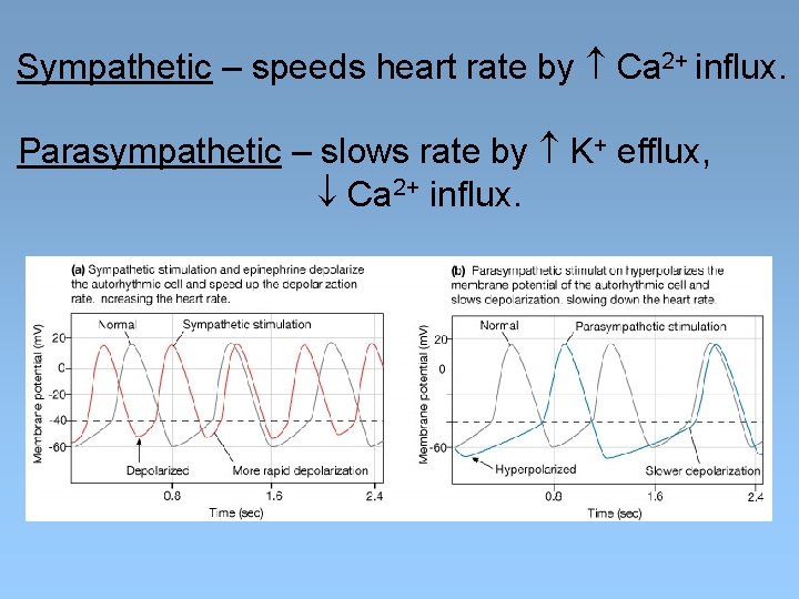 Sympathetic – speeds heart rate by Ca 2+ influx. Parasympathetic – slows rate by