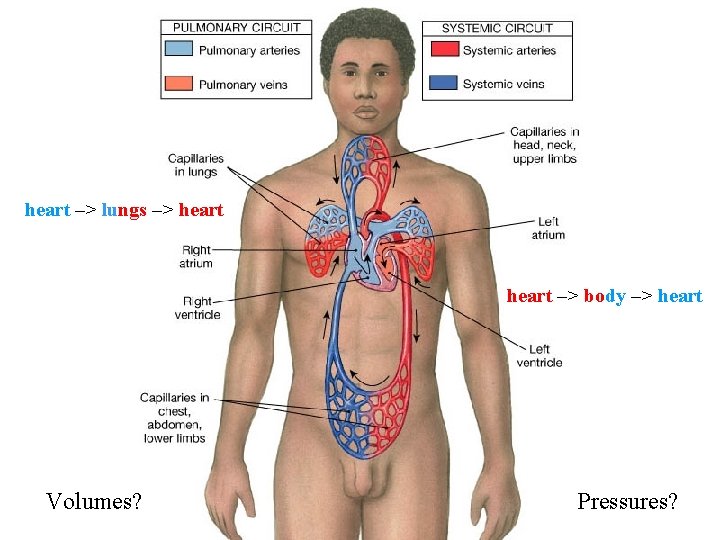 heart –> lungs –> heart –> body –> heart Volumes? Pressures? 