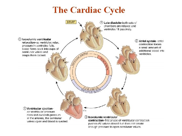 The Cardiac Cycle 