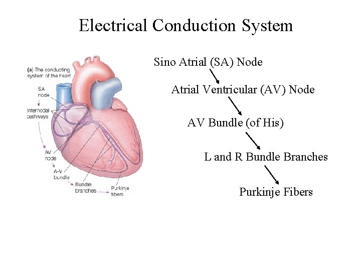Electrical Conduction System Sino Atrial (SA) Node Atrial Ventricular (AV) Node AV Bundle (of