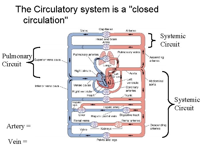 The Circulatory system is a "closed circulation" Systemic Circuit Pulmonary Circuit Systemic Circuit Artery