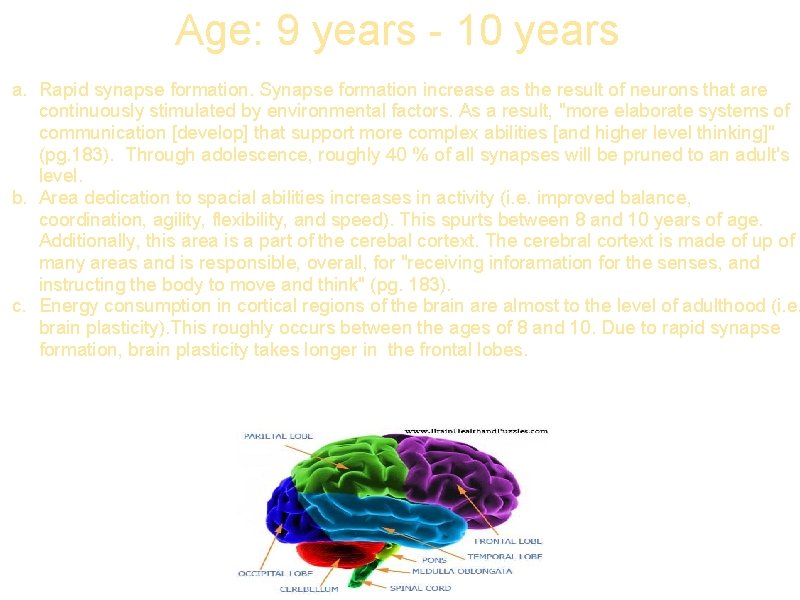 Age: 9 years - 10 years a. Rapid synapse formation. Synapse formation increase as