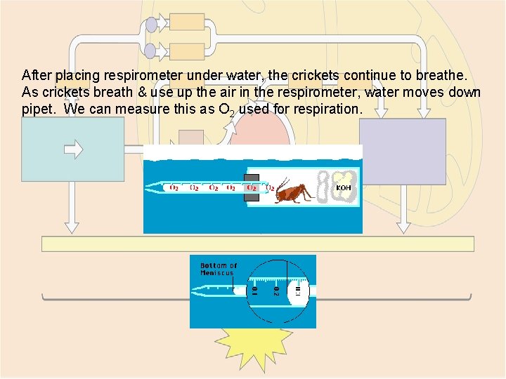 After placing respirometer under water, the crickets continue to breathe. As crickets breath &