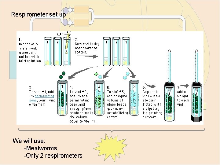 Respirometer set up We will use: -Mealworms -Only 2 respirometers 