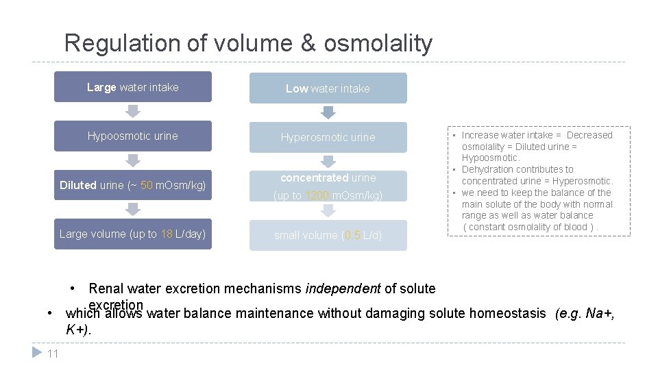 Regulation of volume & osmolality Large water intake Low water intake Hypoosmotic urine Hyperosmotic