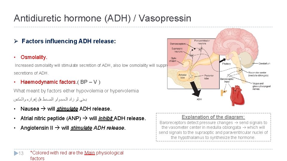Antidiuretic hormone (ADH) / Vasopressin Ø Factors influencing ADH release: • Osmolality. Increased osmolality