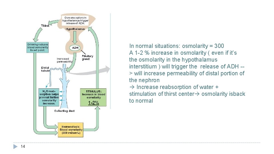 In normal situations: osmolarity = 300 A 1 -2 % increase in osmolarity (