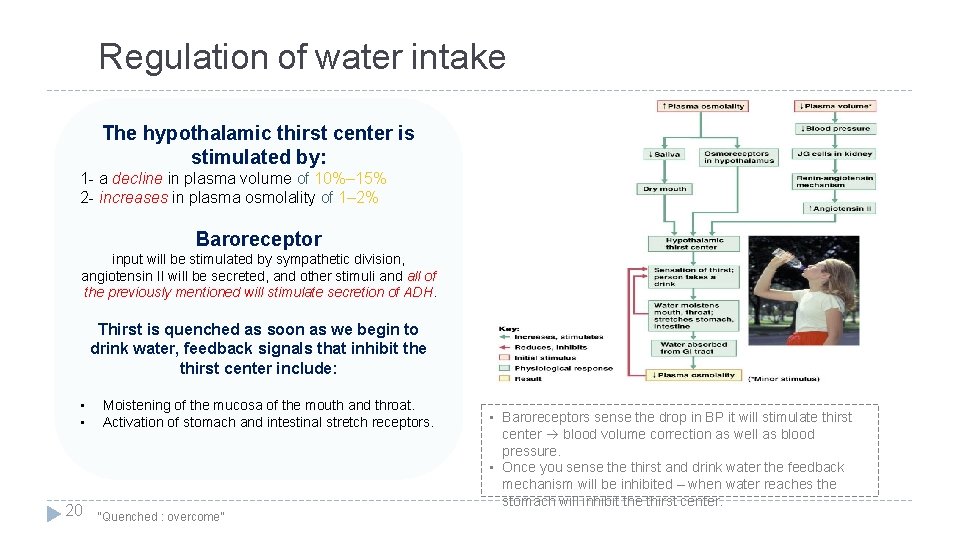 Regulation of water intake The hypothalamic thirst center is stimulated by: 1 - a