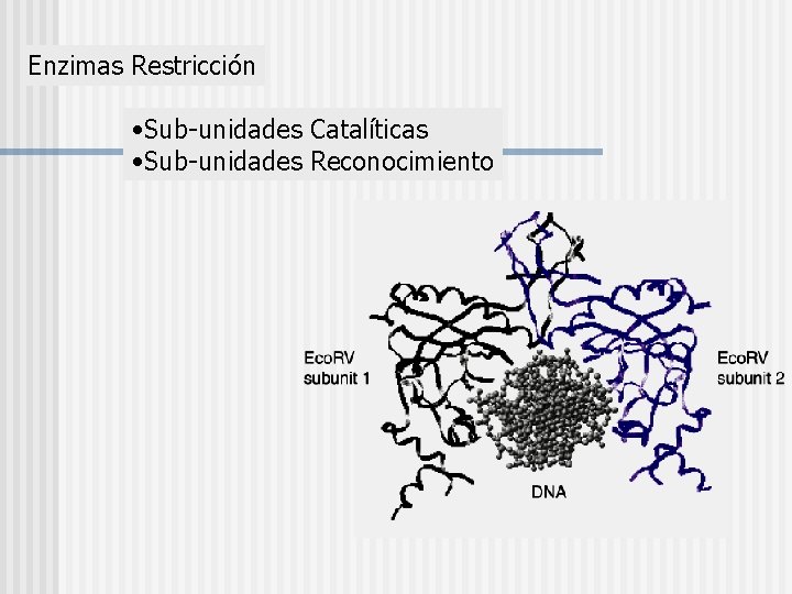 Enzimas Restricción • Sub-unidades Catalíticas • Sub-unidades Reconocimiento 