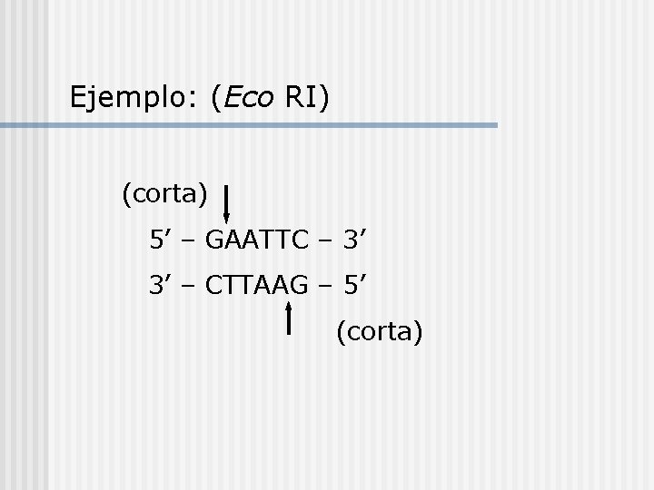 Ejemplo: (Eco RI) (corta) 5’ – GAATTC – 3’ 3’ – CTTAAG – 5’