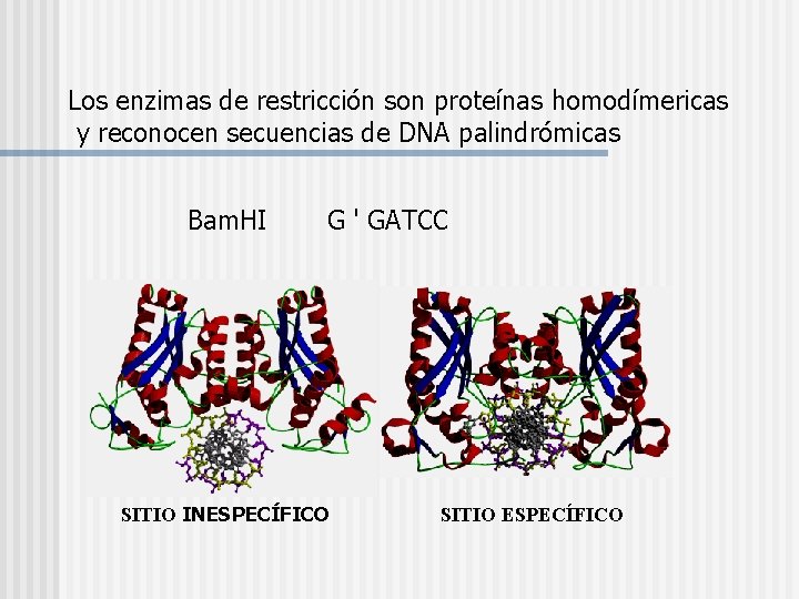 Los enzimas de restricción son proteínas homodímericas y reconocen secuencias de DNA palindrómicas Bam.