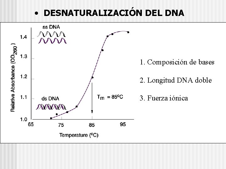  • DESNATURALIZACIÓN DEL DNA 1. Composición de bases 2. Longitud DNA doble 3.