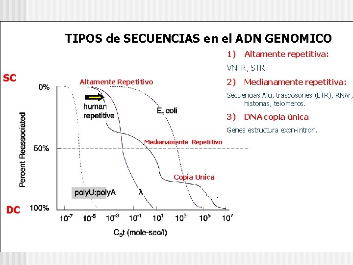 TIPOS de SECUENCIAS en el ADN GENOMICO 1) SC Altamente repetitiva: VNTR, STR 2)