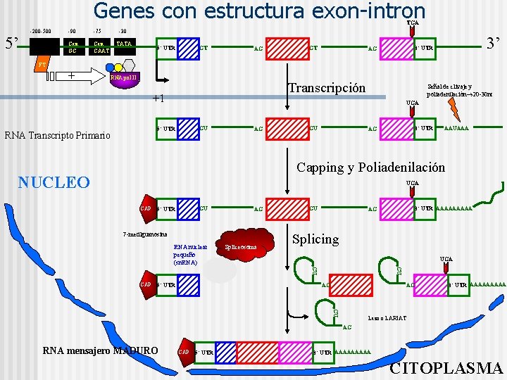 Genes con estructura exon-intron TGA 5’ -200 -500 -90 -75 Enhancer Caja GC Caja