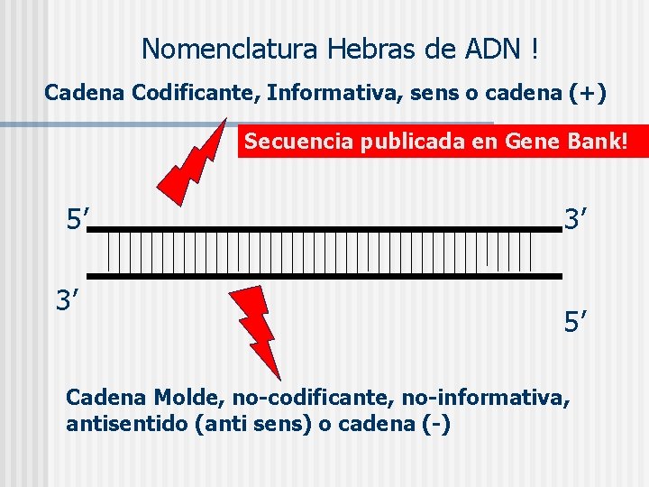 Nomenclatura Hebras de ADN ! Cadena Codificante, Informativa, sens o cadena (+) Secuencia publicada
