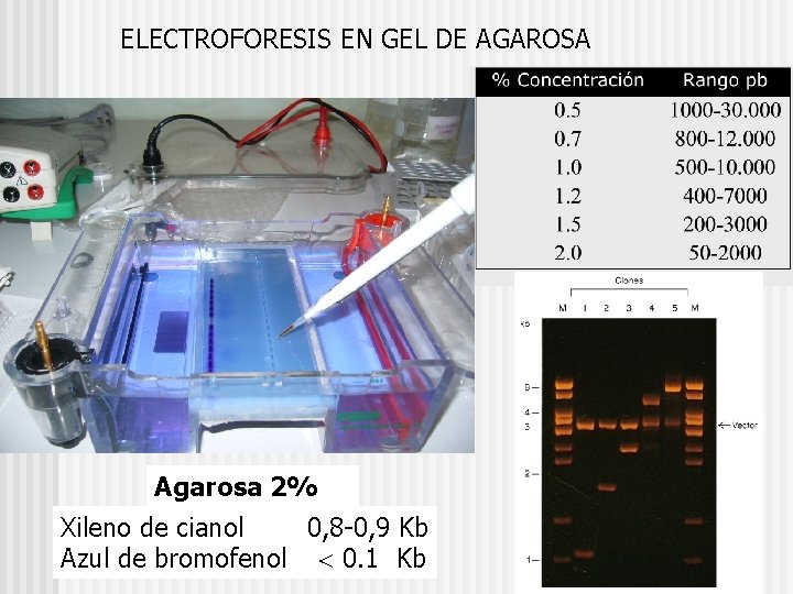ELECTROFORESIS EN GEL DE AGAROSA Agarosa 2% Xileno de cianol 0, 8 -0, 9