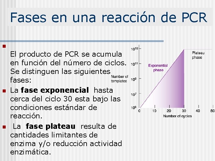 Fases en una reacción de PCR n n n El producto de PCR se