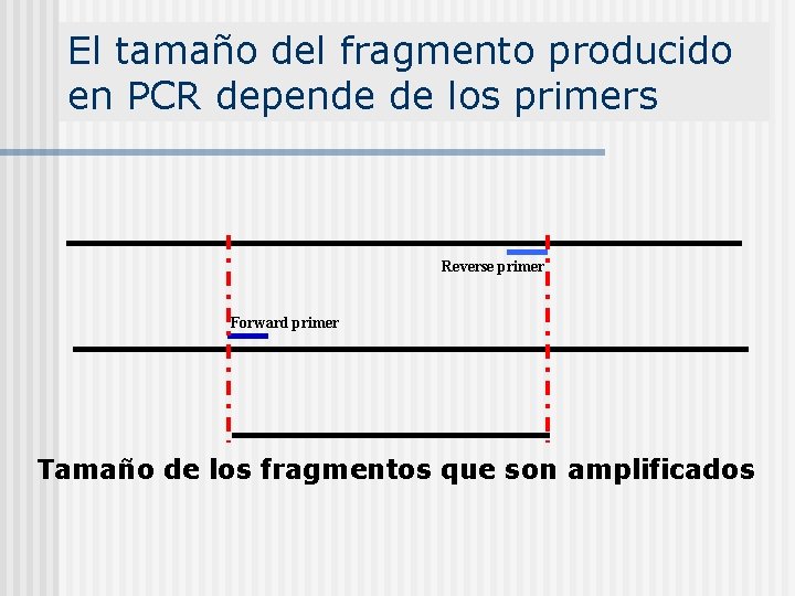 El tamaño del fragmento producido en PCR depende de los primers Reverse primer Forward
