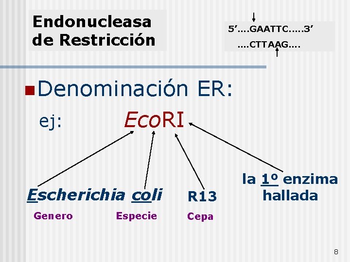Endonucleasa de Restricción 5’…. GAATTC. …. 3’ …. CTTAAG…. n Denominación ej: Eco. RI