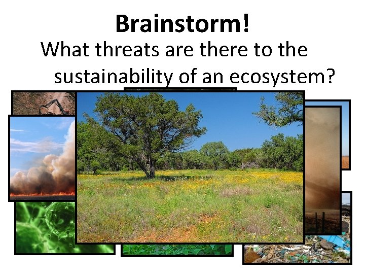 Brainstorm! What threats are there to the sustainability of an ecosystem? 