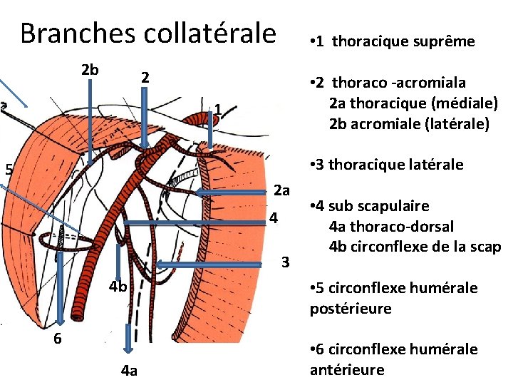Branches collatérale 2 b • 1 thoracique suprême 2 • 2 thoraco -acromiala 2