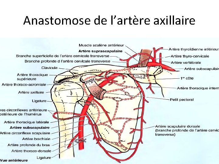 Anastomose de l’artère axillaire 
