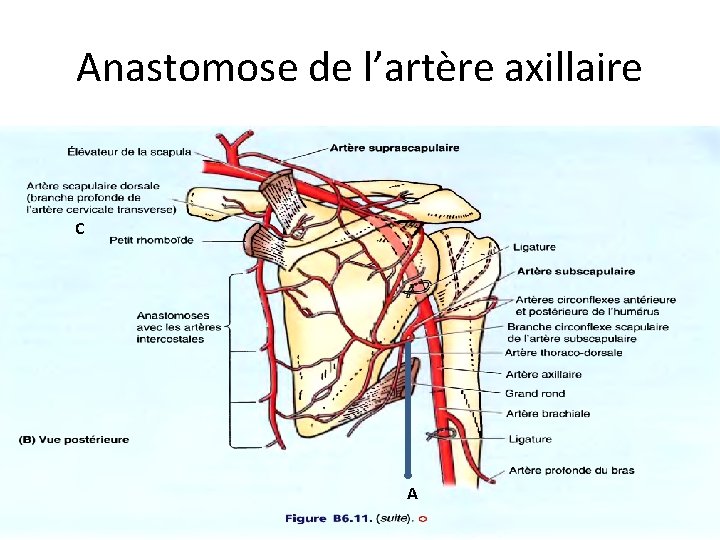 Anastomose de l’artère axillaire C A 