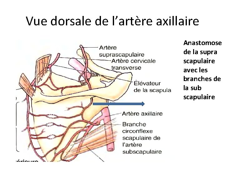 Vue dorsale de l’artère axillaire Anastomose de la supra scapulaire avec les branches de
