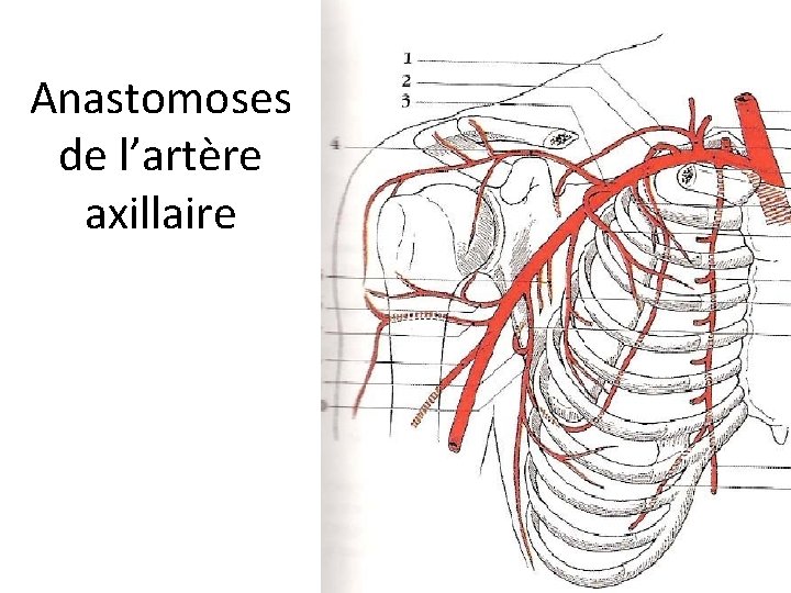 Anastomoses de l’artère axillaire 