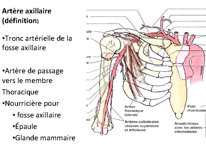 Artère axillaire (définition) • Tronc artérielle de la fosse axillaire • Artère de passage