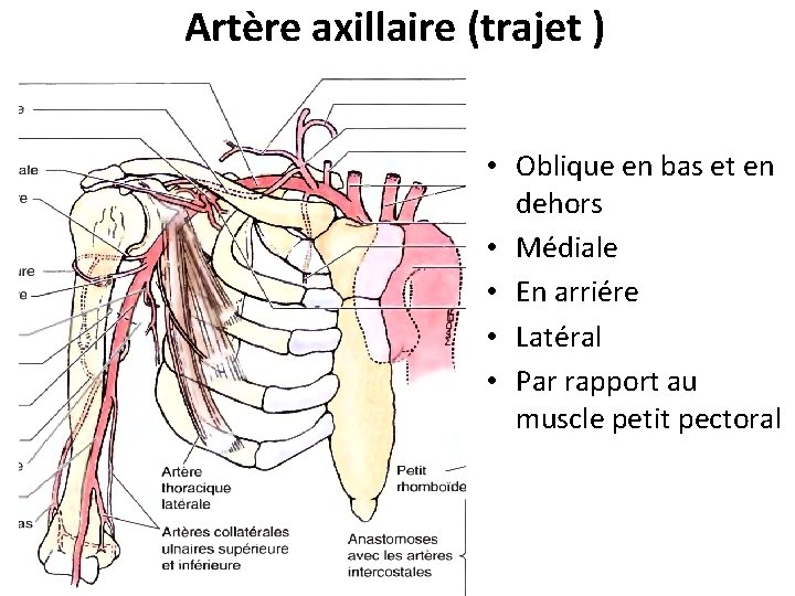 Artère axillaire (trajet ) Muscle petit pectoral Artère axillaire • Oblique en bas et
