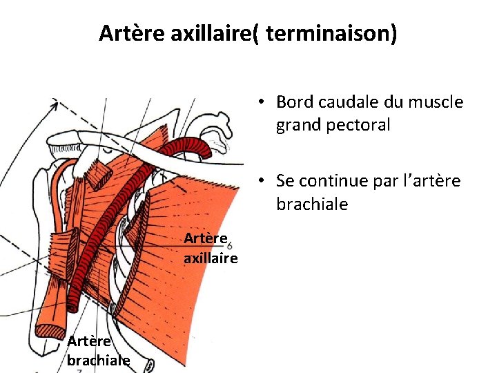 Artère axillaire( terminaison) • Bord caudale du muscle grand pectoral • Se continue par