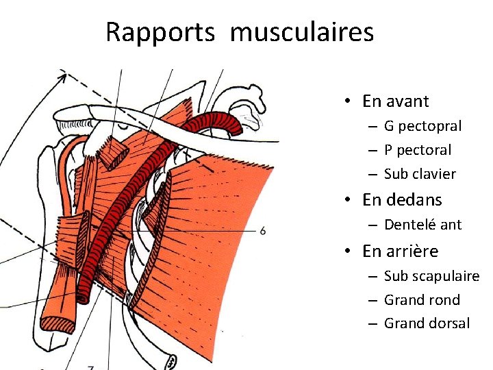 Rapports musculaires • En avant – G pectopral – P pectoral – Sub clavier