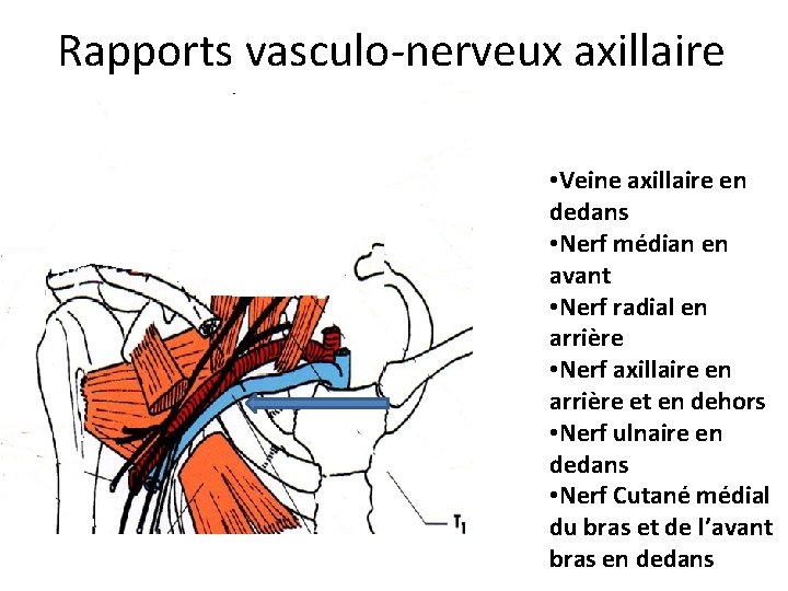 Rapports vasculo-nerveux axillaire • Veine axillaire en dedans • Nerf médian en avant •
