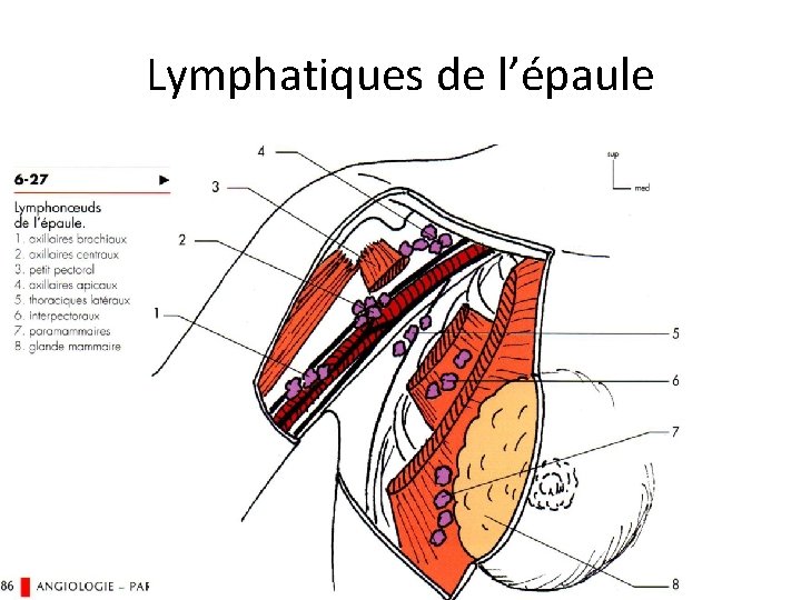 Lymphatiques de l’épaule 