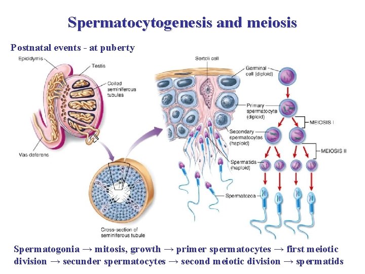 Spermatocytogenesis and meiosis Postnatal events - at puberty Spermatogonia → mitosis, growth → primer