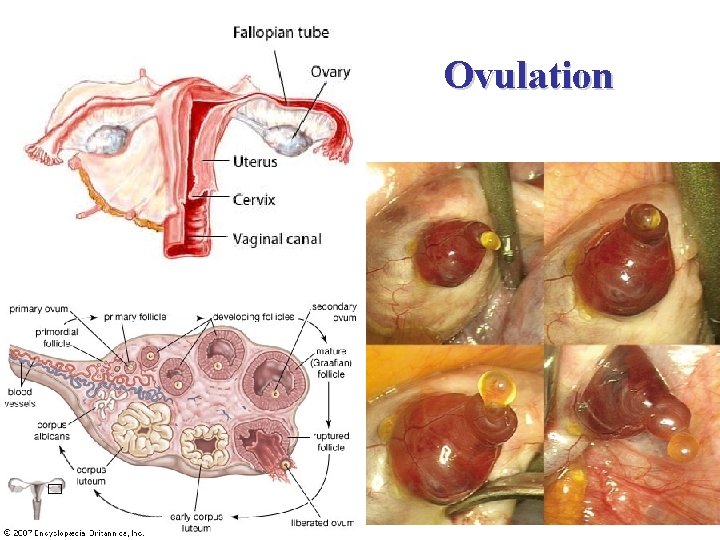 Ovulation 